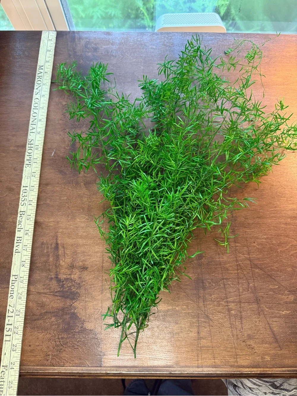Sprengeri Asparagus Fern - Preserved Sprengeri Asparagus Fern Large Bundle